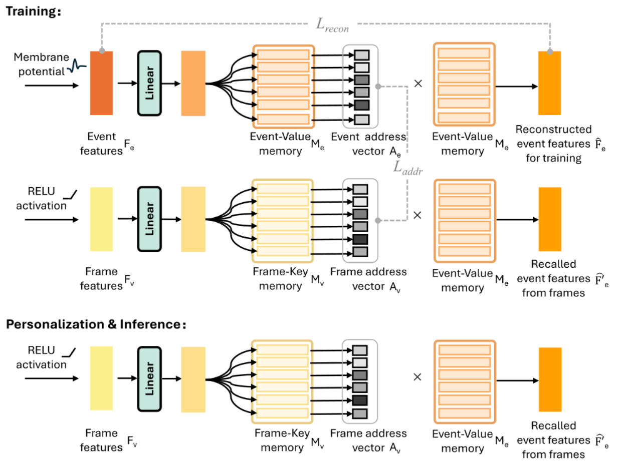 Lightweight and Personalized Single-Eye Emotion Recognition via CNN-SNN ...